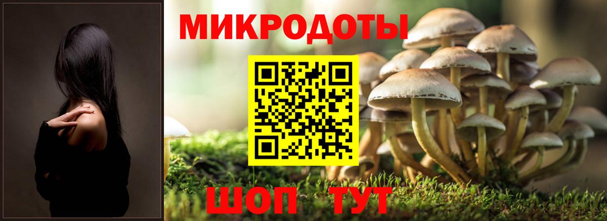 Псилоцибиновые грибы Psilocybe Самара